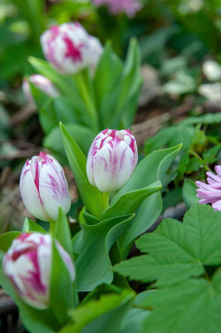 Tulpe 'Flaming Flag'